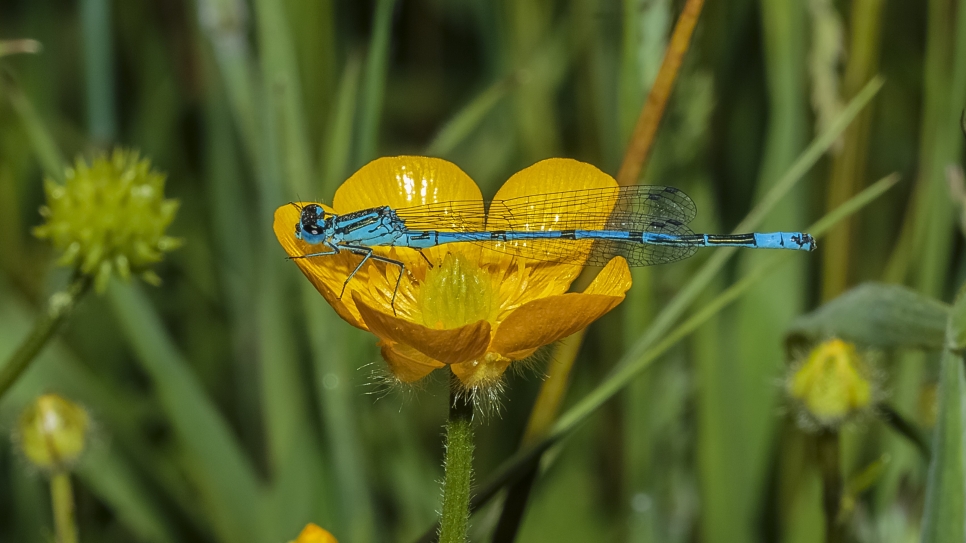 Dragonflies galore